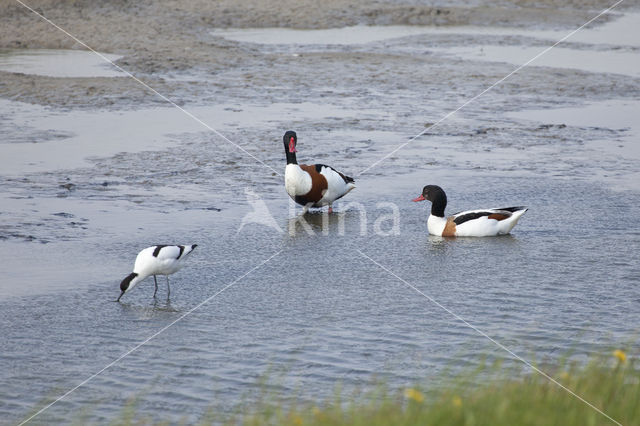 Shelduck (Tadorna tadorna)