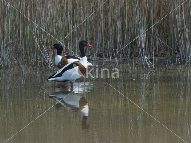 Shelduck (Tadorna tadorna)