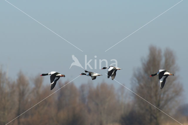 Shelduck (Tadorna tadorna)