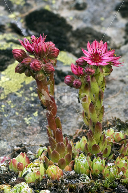 Berghuislook (Sempervivum montanum)