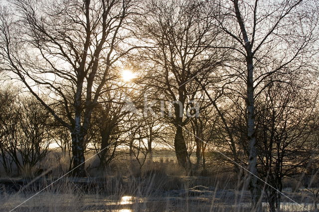 Berk (Betula)