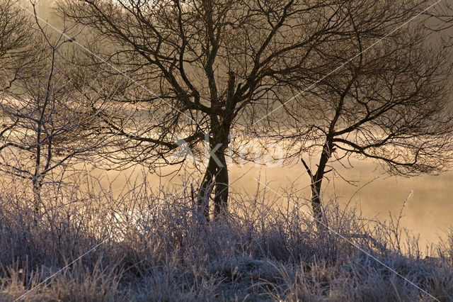 Birch (Betula)