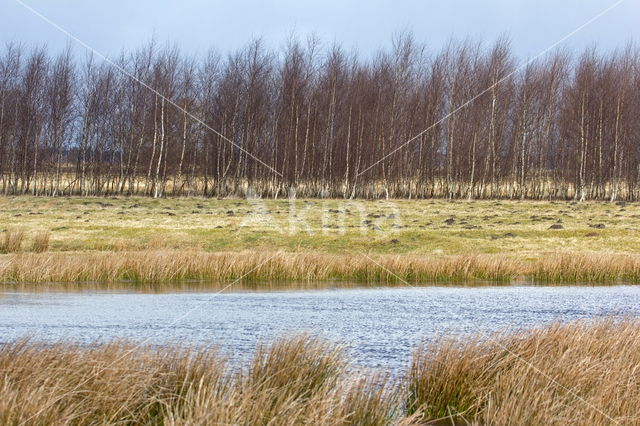 Berk (Betula)