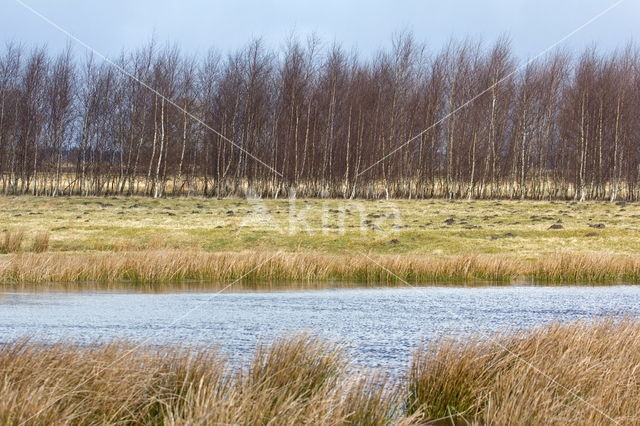 Birch (Betula)