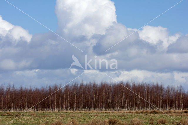 Birch (Betula)