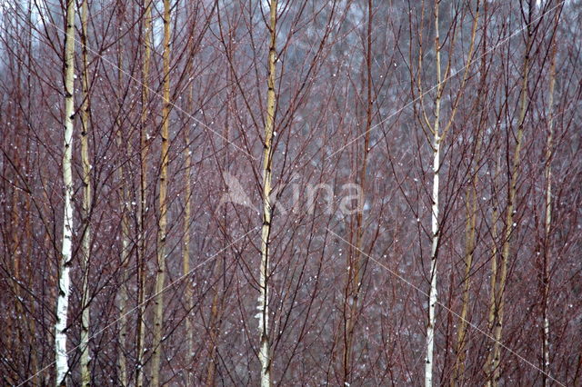 Birch (Betula)