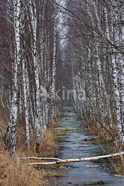 Birch (Betula)