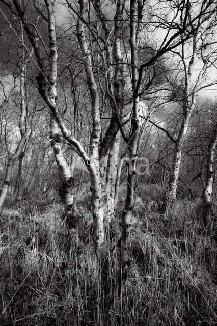 Birch (Betula)