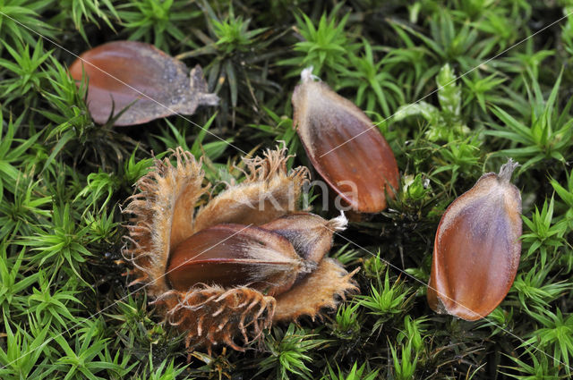 Beech (Fagus sylvatica)