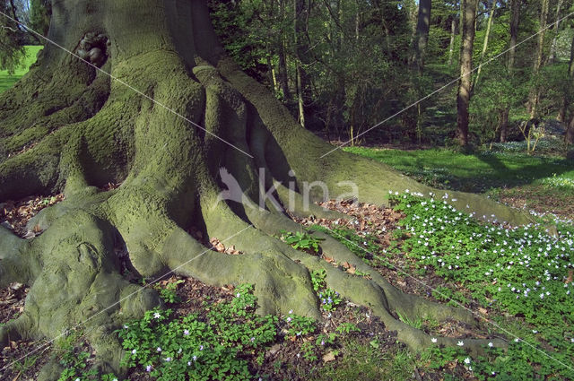 Beuk (Fagus sylvatica)