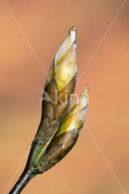 Beuk (Fagus sylvatica)