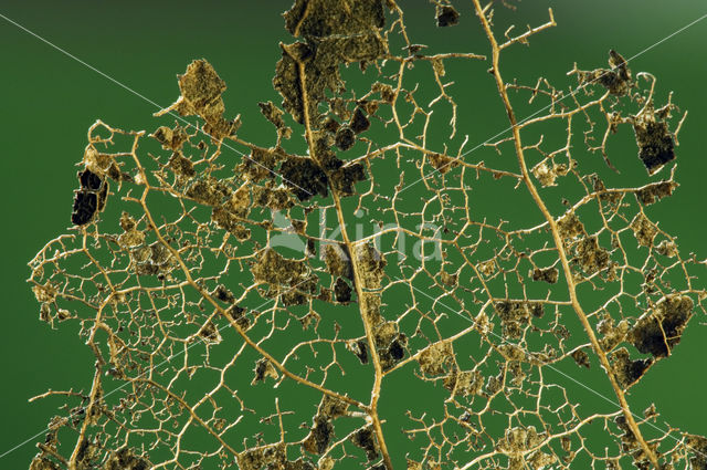 Beech (Fagus sylvatica)