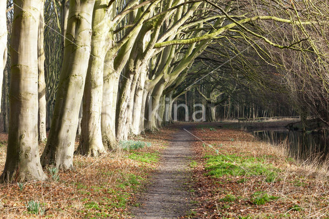 Beuk (Fagus spec.)