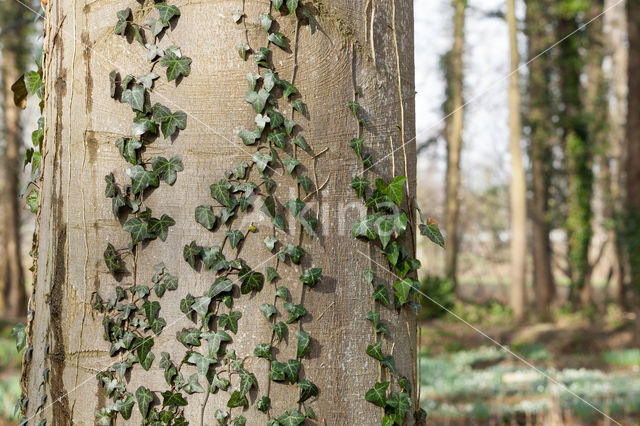 Beuk (Fagus spec.)