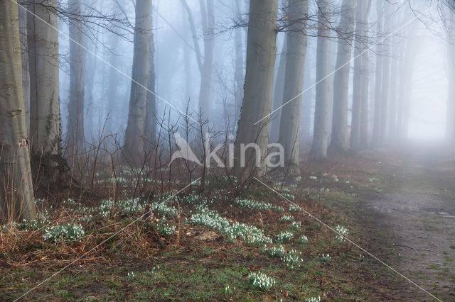 Beech (Fagus spec.)