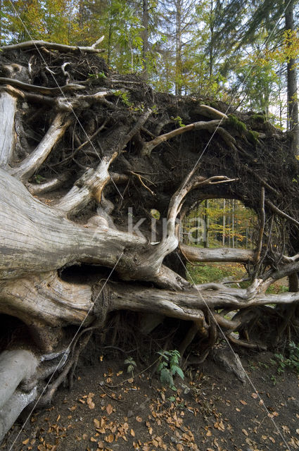 Beuk (Fagus sylvatica)