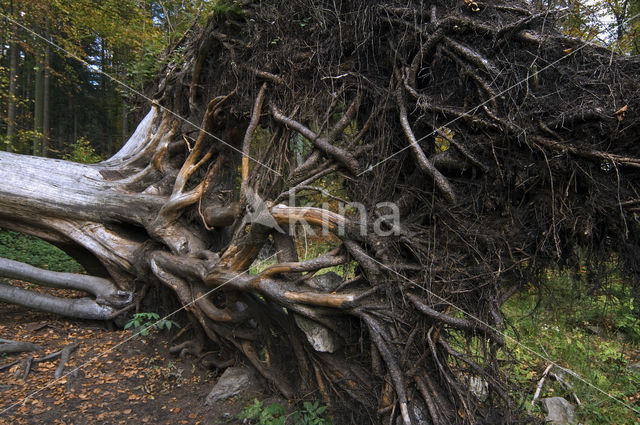 Beech (Fagus sylvatica)