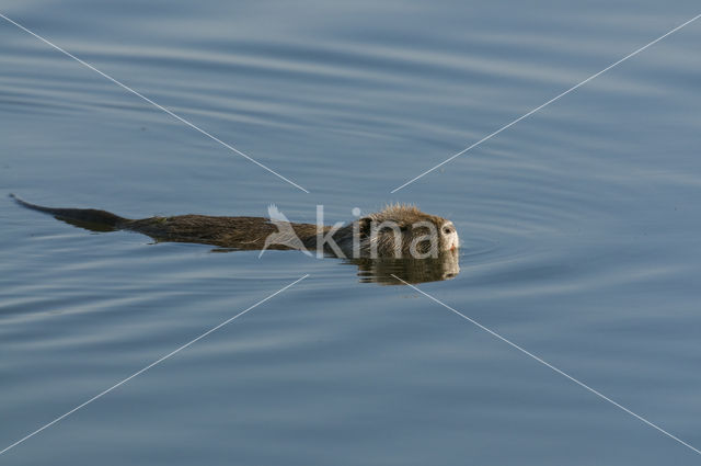 Beverrat (Myocastor coypus)