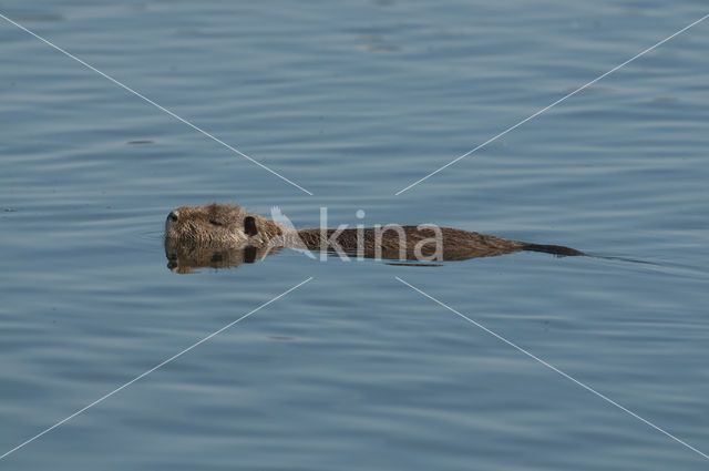 Coypu (Myocastor coypus)