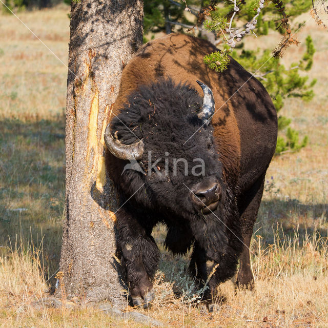 Bizon (Bison bison)