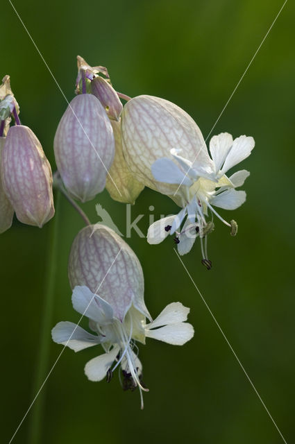 Blaassilene (Silene vulgaris)