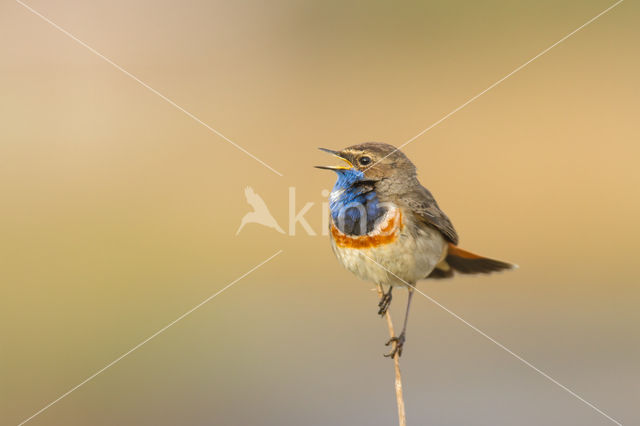 Blauwborst (Luscinia svecica)