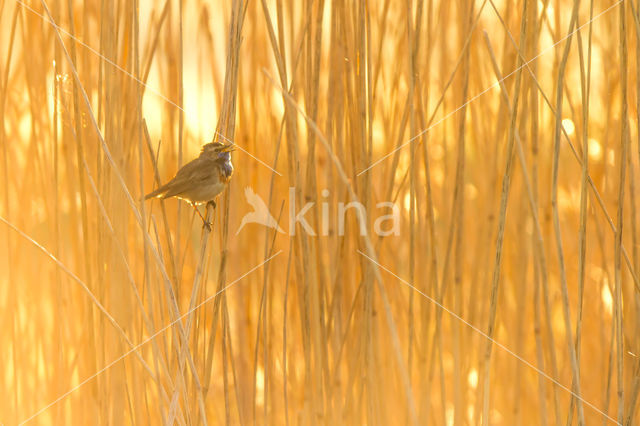 Bluethroat (Luscinia svecica)