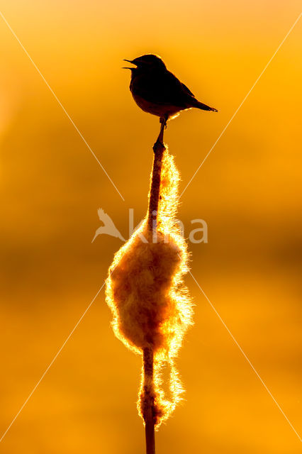 Bluethroat (Luscinia svecica)