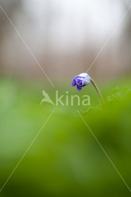 Blauwe bosanemoon (Anemone nemerosa)