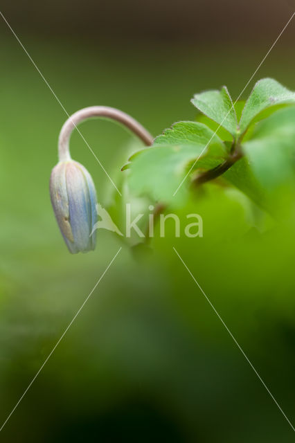 Blauwe bosanemoon (Anemone nemerosa)