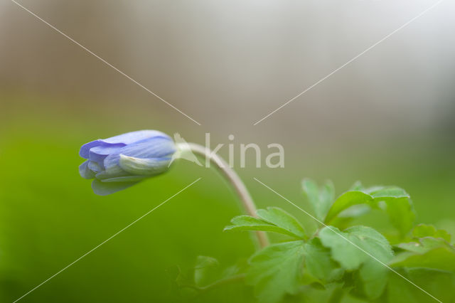 Blauwe bosanemoon (Anemone nemerosa)