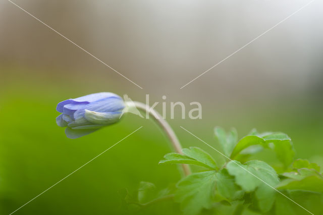 Wood Anemone (Anemone nemerosa)