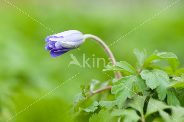 Wood Anemone (Anemone nemerosa)