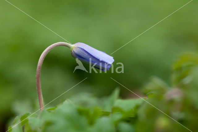 Blauwe bosanemoon (Anemone nemerosa)