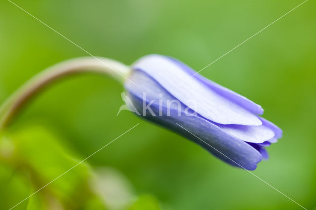 Blauwe bosanemoon (Anemone nemerosa)