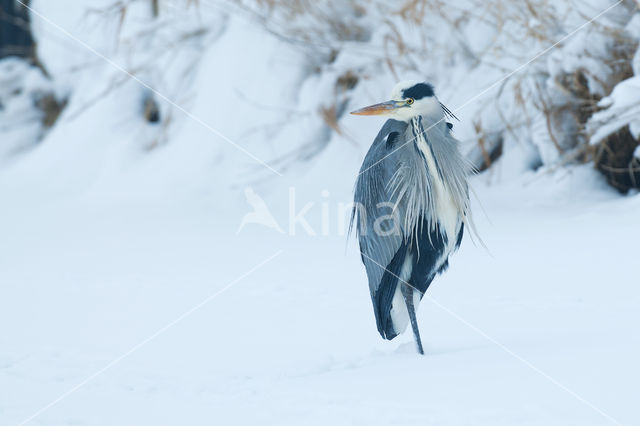 Blauwe Reiger (Ardea cinerea)