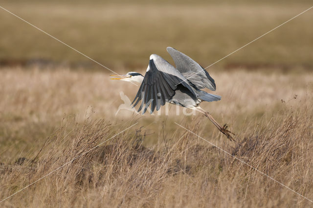 Grey Heron (Ardea cinerea)