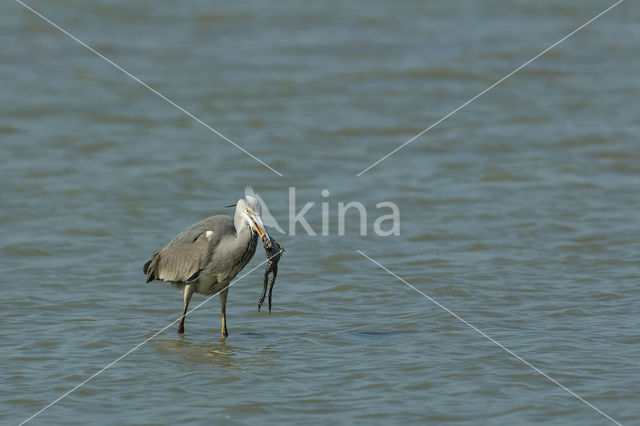 Blauwe Reiger (Ardea cinerea)