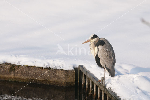 Blauwe Reiger (Ardea cinerea)