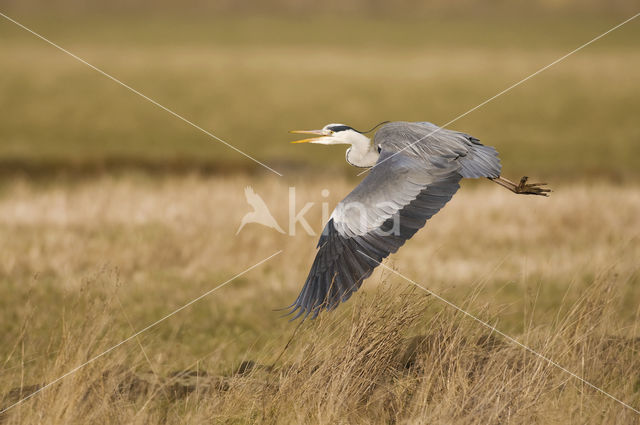 Grey Heron (Ardea cinerea)