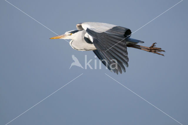 Blauwe Reiger (Ardea cinerea)