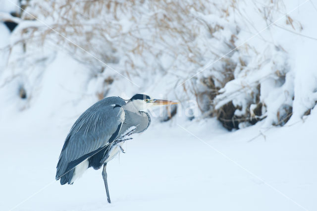 Blauwe Reiger (Ardea cinerea)