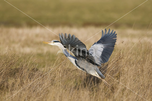 Grey Heron (Ardea cinerea)