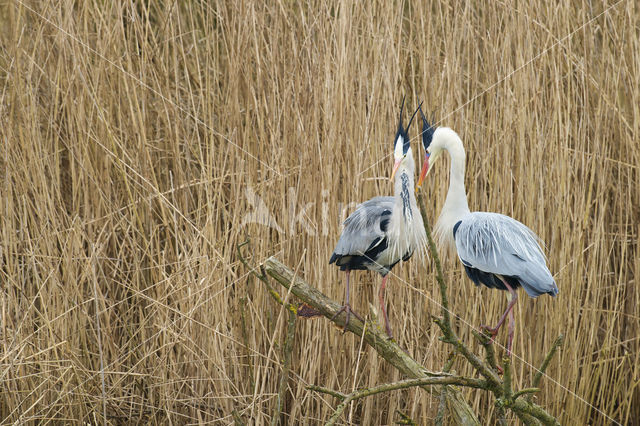 Blauwe Reiger (Ardea cinerea)