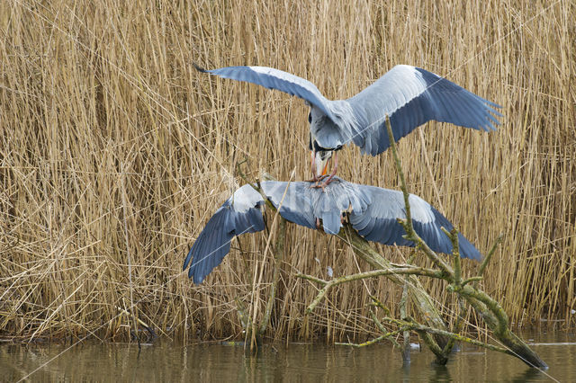 Grey Heron (Ardea cinerea)