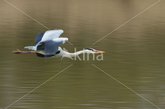 Blauwe Reiger (Ardea cinerea)