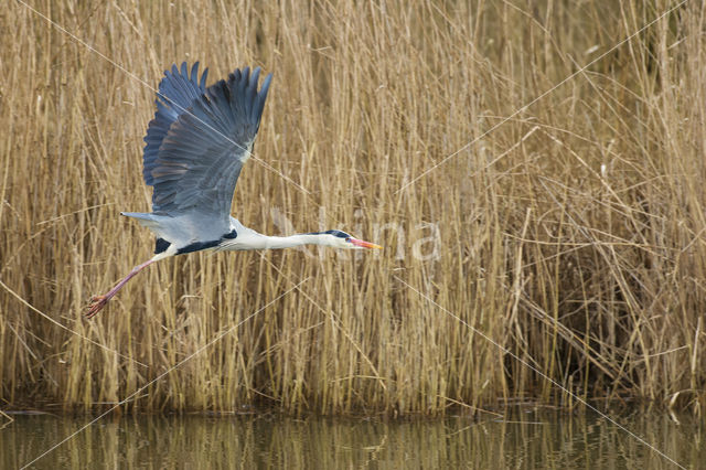 Blauwe Reiger (Ardea cinerea)