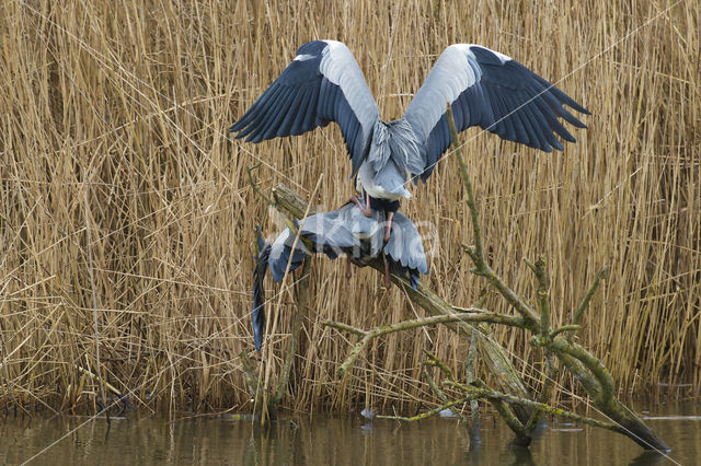 Blauwe Reiger (Ardea cinerea)