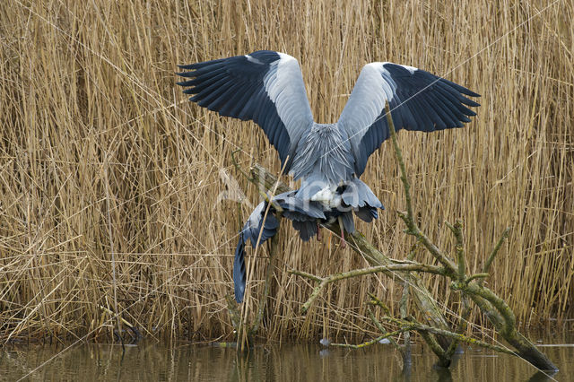 Blauwe Reiger (Ardea cinerea)