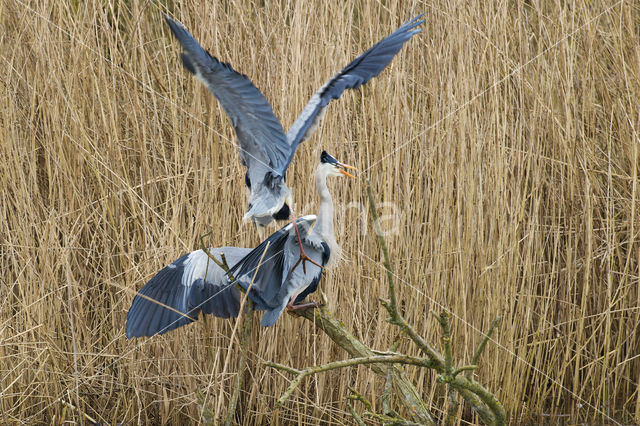 Blauwe Reiger (Ardea cinerea)